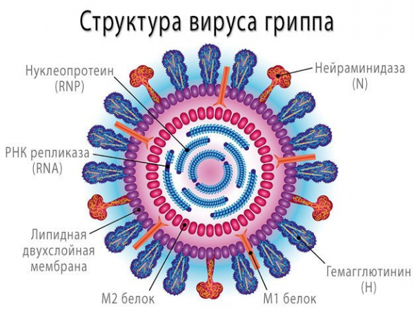 Вирус гриппа (А, В, С, D) – симптомы, лечение, классификация и профилактика вируса гриппа